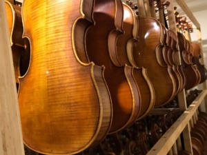 Finished violins hanging in rows after varnishing at the workshop
